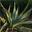 agave_index.jpg