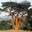 cedrus_index.jpg