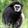 gibbon_index.jpg
