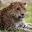 leopard_index.jpg
