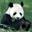 panda_index.jpg