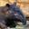 tapir_index.jpg