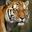 tigris_index.jpg