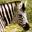 zebra_index.jpg